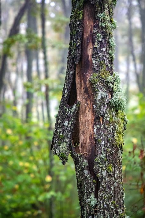 scratch test tree|signs a tree is dying.